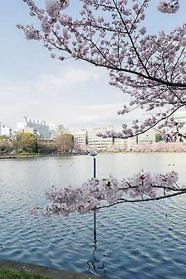포토 JPG 해외이미지 동물 꽃 아시아 여행 자연 갈매기 휴가 사람없음 관광지 빛 일본 고요 벚꽃 연못 도쿄 내추럴 해외202004 해외포토 식물 나라 조류 생태계 파일형식 이미지허브