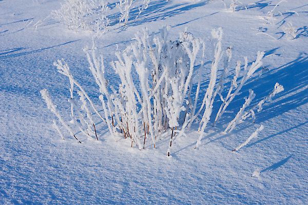 포토 JPG 해외이미지 주간 겨울 자연 그림자 사람없음 야외 눈 풀 겨울풍경 해외202004 눈덮임 해외포토 자연요소 식물 계절 컨셉 날씨 풍경 생태계 파일형식 이미지허브