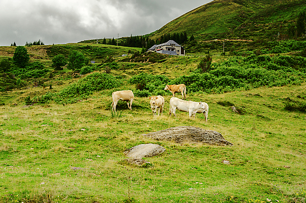 포토 JPG 해외이미지 나무 동물 구름 응시 유럽 도로 길 여행 겨울 자연 하늘 산 그림자 풍경 사람없음 야외 초록색 파란색 빛 컬러풀 농장 환경 계곡 흰색 그룹 소 스페인 군중 숲 땅 언덕 내추럴 넘어짐 무료 방법 해외202004 해외포토 자연요소 식물 시선 계절 나라 컬러 농업 포유류 교통시설 모션 사람 생태계 파일형식 이미지허브