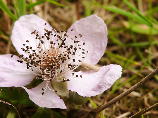 포토 JPG 해외이미지 식물 디자인 계절 꽃 분홍색 백그라운드 잎 꽃무늬 패턴 자연 사람없음 야외 장식 여름 환경 정원 봄 벚꽃 흰색 클로버 관목 내추럴 엘리먼트 영원 평야 해외202004 해외포토 나무 컬러 무늬 생태계 파일형식 이미지허브