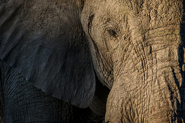 포토 JPG 해외이미지 동물 공원 야생동물 여행 백그라운드 포유류 아프리카 자연 코끼리 생물 국립공원 사람없음 야외 여행객 환경 힘 회색 황무지 보호 큼 심볼 사파리 상아 멸종 남쪽 나미비아 동물상 사바나 힘찬 해외202004 해외포토 공공시설 나라 컬러 컨셉 사람 조형물 크기 방향 생태계 남아프리카 파일형식 이미지허브