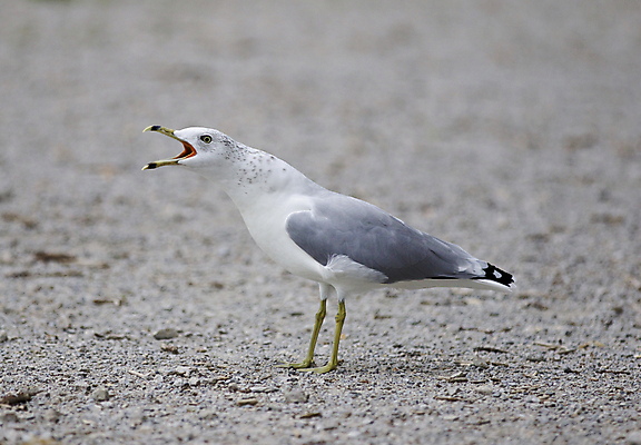 포토 JPG 해외이미지 백그라운드 캐나다 날개 갈매기 조류 하늘 사람없음 파란색 노란색 검은색 놀람 회색 분노 흰색 자신감 닫기 그림 고립 비명 쉬운 해외202004 해외포토 동물 감정 컬러 북아메리카 모션 표정 파일형식 이미지허브