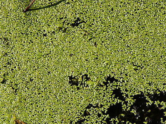 포토 JPG 해외이미지 식물 디자인 계절 꽃 분홍색 백그라운드 꽃무늬 자연 벽지 사람없음 목재 빨간색 초록색 여름 울타리 정원 봄 흰색 신선 원예 강렬 해외202004 해외포토 나무 컬러 무늬 재료 취미 담장 생태계 파일형식 이미지허브