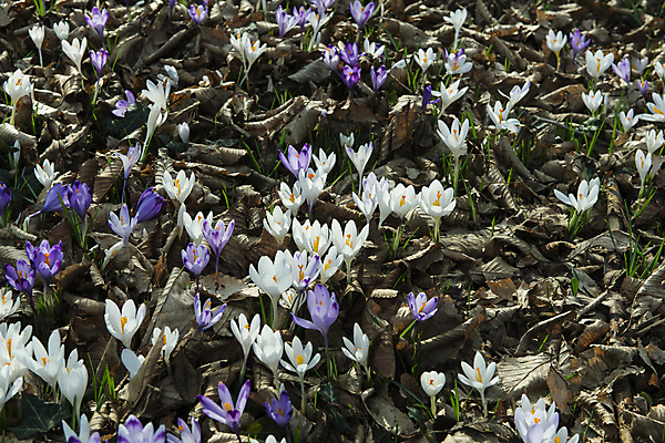 포토 JPG 해외이미지 나무 식물 계절 공원 꽃잎 꽃 백그라운드 잎 겨울 밭 자연 사람없음 야외 초록색 태양 머리 정원 흙 봄 벚꽃 흰색 신선 개화 숲 향기 부드러움 내추럴 스노드롭 헌병 해외202004 해외포토 자연요소 공공시설 컬러 농업 신체부위 군인 감각 생태계 냄새 파일형식 이미지허브