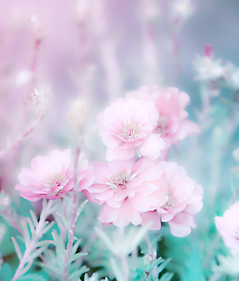 포토 JPG 해외이미지 식물 꽃 분홍색 백그라운드 꽃무늬 자연 아침 추상 사람없음 여름 컬러풀 벚꽃 신선 개화 닫기 다발 만족 식물원 부드러움 파스텔톤 스타일 해외202004 해외포토 주간 계절 감정 컬러 무늬 모션 감각 생태계 파일형식 이미지허브