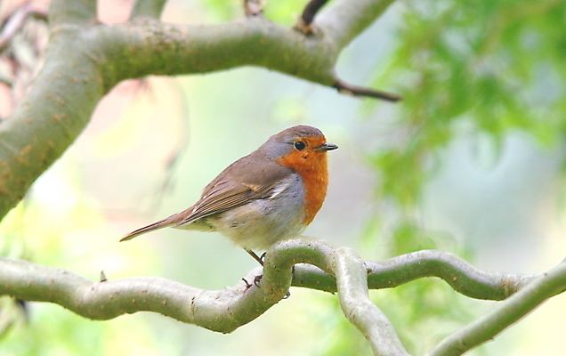 포토 JPG 해외이미지 나무 동물 계절 야생동물 자연 조류 사람없음 빨간색 봄 나뭇가지 둥지 가슴 깃털 부리 해외202004 해외포토 식물 컬러 신체부위 생태계 파일형식 이미지허브