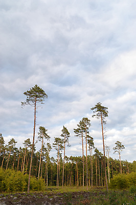 포토 JPG 해외이미지 나무 식물 구름 계절 공원 실루엣 여행 백그라운드 밭 오렌지 자연 하늘 휴가 따뜻함 그림자 풍경 사람없음 야외 빨간색 초록색 여름 파란색 빛 햇빛 태양 노란색 평화 일출 환경 침묵 황혼 일몰 새벽 황금 저녁 숲 장면 내추럴 수평선 해외202004 해외포토 자연요소 공공시설 컬러 컨셉 농업 과일 촬영기법 노을 소리 야간 생태계 파일형식 이미지허브