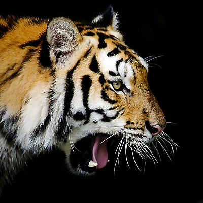 포토 JPG 해외이미지 동물 응시 시선 얼굴 야생동물 포유류 자연 털 사람없음 초록색 강 머리 고양이 줄무늬 분노 표현 호랑이 해조류 닫기 보호 위험 큼 사파리 사냥 육식동물 사냥꾼 표범 공격적 시베리아 해외202004 해외포토 직업 감정 컬러 컨셉 무늬 모션 신체부위 반려동물 해양식물 크기 생태계 파일형식 이미지허브