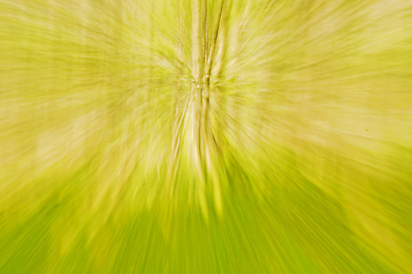 포토 JPG 해외이미지 나무 선 백그라운드 모션 자연 추상 사람없음 목재 초록색 갈색 줄무늬 숲 내추럴 해외202004 해외포토 식물 컬러 무늬 재료 생태계 파일형식 이미지허브