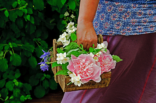 포토 JPG 해외이미지 손 드레스 꽃 분홍색 꽃다발 쟁반 사람없음 초록색 파란색 치마 바구니 걷기 정원 향수 원예 팔 라일락 적재 해외202004 해외포토 식물 옷 컬러 모션 하의 취미 신체부위 화장품 파일형식 이미지허브