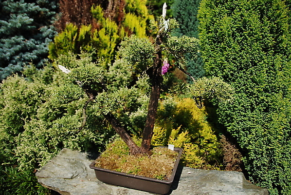 포토 JPG 해외이미지 식물 디자인 공원 꽃잎 행복 잎 자연 주택 사람없음 장식 초록색 컬러풀 정원 일본 소나무 시장 유기농 원예 분재 내추럴 막자 가문비나무 해외202004 해외포토 나무 웰빙 공공시설 꽃 감정 아시아 컬러 취미 건물 생태계 파일형식 이미지허브