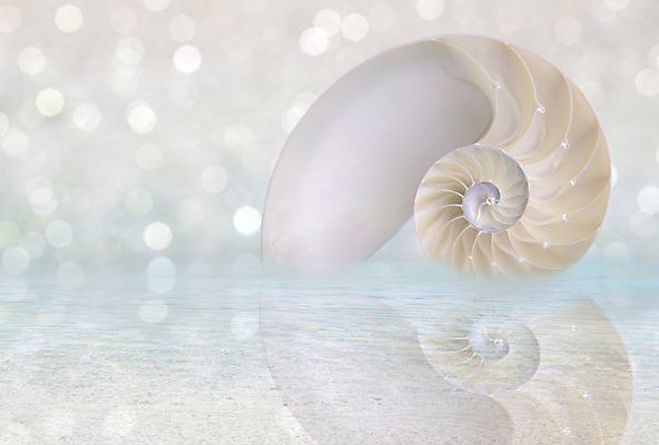 포토 JPG 해외이미지 모래 패턴 곡선 하늘 조개 나선형 사람없음 여름 햇빛 일출 소용돌이 껍질 만 자르기 회의실 질감 부드러움 내추럴 무한 앵무조개 해외202004 해외포토 계절 선 무늬 모션 어패류 태양 노을 회오리 감각 파일형식 이미지허브