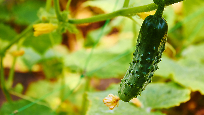 포토 JPG 해외이미지 식물 계절 꽃 음식 잎 꽃무늬 농업 다이어트 채소 재료 자연 오이 건강 사람없음 초록색 여름 햇빛 농장 노란색 환경 정원 수확 성장 가을 신선 작음 오브젝트 준비 유기농 원예 날것 밭일 온실 정중 채식주의자 세련 해외202004 해외포토 웰빙 산업 컬러 컨셉 무늬 취미 태양 크기 생태계 채식 파일형식 이미지허브