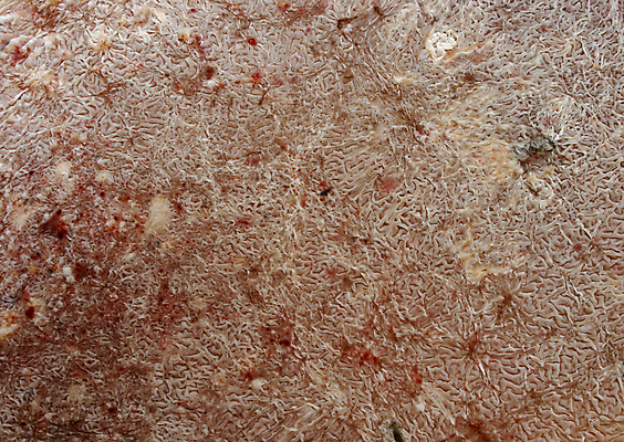 포토 JPG 해외이미지 음식 사람없음 가로 약 반죽 박테리아 곰팡이 썩음 해외202004 해외포토 의학 파일형식 이미지허브