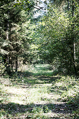 포토 JPG 해외이미지 나무 식물 구름 공원 꽃 도로 길 모래 여행 잎 자연 하늘 산 풍경 잔디 사람없음 야외 목재 초록색 여름 빛 햇빛 태양 환경 맑음 봄 운전 자유 가을 시골 소나무 숲 땅 러시아 먼지 장면 내추럴 땅바닥 루트 방법 삼림지대 선로 수평선 해외202004 해외포토 자연요소 계절 공공시설 유럽 컬러 컨셉 재료 교통시설 모션 날씨 바닥 생태계 파일형식 이미지허브