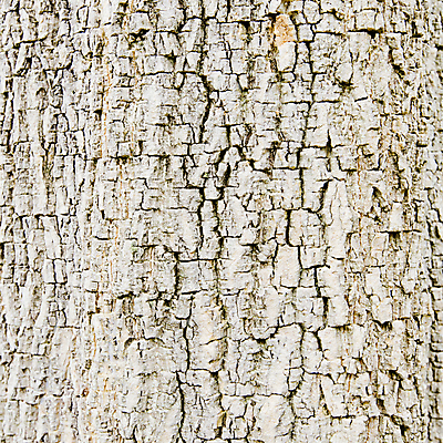 포토 JPG 해외이미지 나무 식물 공원 선 백그라운드 패턴 자연 표면 날씨 추상 건조 사람없음 야외 목재 갈색 환경 수확 소나무 거친 역사 선탠 보호 널 숲 장작 피부 묘사 유기농 질감 정사각형 나무껍질 잡동사니 내추럴 그런지 수목 옛날 울퉁불퉁 노화 해외202004 해외포토 도형 웰빙 공공시설 컬러 컨셉 무늬 농업 재료 신체부위 껍질 생태계 파일형식 이미지허브