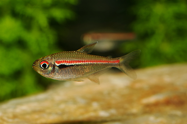 포토 JPG 해외이미지 동물 백그라운드 어류 취미 사람없음 장식 빨간색 물 파란색 컬러풀 검은색 신선 꼬리 네온 지느러미 수족관 민물 해외202004 해외포토 자연요소 컬러 수중동물 파일형식 이미지허브