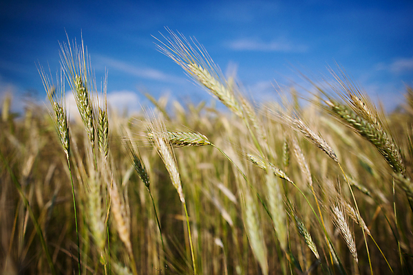 포토 JPG 해외이미지 식물 구름 계절 음식 빵 줄기 밭 농업 자연 하늘 건조 건강 옥수수 씨앗 풍경 사람없음 여름 파란색 농작물 농장 노란색 식사 수확 성장 시골 황금 낟알 시리얼 밀 굽기 보리 귀 스파이크 밀짚 내추럴 고립 밭일 숙성 호밀 해외202004 해외포토 자연요소 산업 컬러 곡류 신체부위 짚 구이 생태계 파일형식 이미지허브
