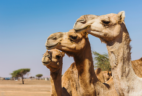 포토 JPG 해외이미지 동물 전통 커플 야생동물 여행 포유류 자연 산 사람없음 야외 산책 사막 황무지 큼 낙타 동물상 두바이 요르단 카라반 해외202004 해외포토 중동 관계 휴식 조형물 크기 생태계 캠핑카 아랍에미리트 파일형식 이미지허브
