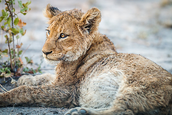 포토 JPG 해외이미지 동물 야생동물 새끼 포유류 아프리카 자연 사람없음 고양이 아기 보호 사자 사파리 육식동물 남아프리카 해외202004 해외포토 나라 컨셉 사람 반려동물 생태계 파일형식 이미지허브