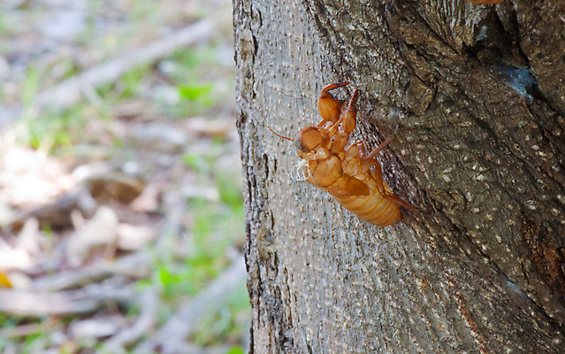포토 JPG 해외이미지 나무 동물 야생동물 곤충 자연 새로움 사람없음 야외 여름 갈색 껍질 변화 숲 피부 나무껍질 애벌레 변태 해외202004 해외포토 식물 계절 컬러 컨셉 신체부위 벌레 생태계 파일형식 이미지허브