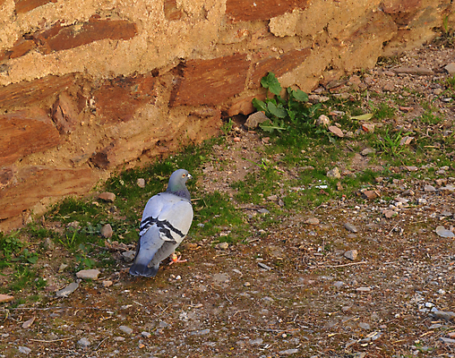 포토 JPG 해외이미지 동물 라이프스타일 공원 남자 행복 야생동물 스포츠 여행 백그라운드 날개 자연 조류 산 건강 서기 사람 풍경 사람없음 야외 초록색 물 여름 파란색 평화 하이킹 장비 회색 자유 흰색 깃털 싱글 비둘기 고립 무료 해외202004 해외포토 자연요소 계절 공공시설 감정 컬러 컨셉 모션 레저 생활 생태계 파일형식 이미지허브