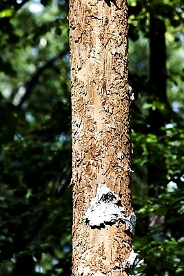 포토 JPG 해외이미지 나무 식물 길 곤충 자연 사람없음 야외 목재 여름 환경 손상 죽음 황무지 터널 해충 떨어짐 숲 자르기 딱정벌레 질감 트랙 나무껍질 내추럴 생태학 옛날 가문비나무 해외202004 해외포토 동물 계절 교육 컨셉 재료 모션 껍질 벌레 생태계 파일형식 이미지허브