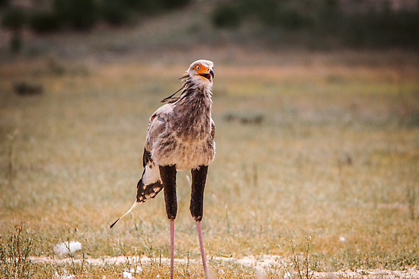 포토 JPG 해외이미지 동물 공원 야생동물 여행 아프리카 자연 조류 종류 풍경 사람없음 야외 컬러풀 보호 먹이 사파리 깃털 부리 육식동물 갈기 비서 멸종 남쪽 내추럴 궁수 남아프리카 동물상 사바나 생태학 이국적 전국 포식 힘찬 해외202004 해외포토 직업 공공시설 교육 나라 컬러 컨셉 조형물 방향 생태계 파일형식 이미지허브