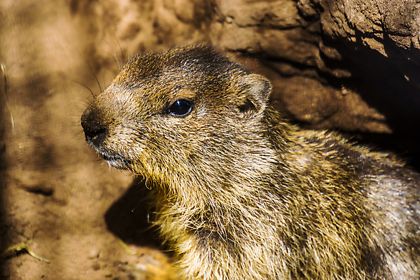 포토 JPG 해외이미지 동물 여자 남자 유럽 얼굴 포유류 산 주택 동물원 종류 성인 사람없음 반려동물 머리 설치류 큼 다람쥐 알프스 주둥이 리빙 산악지대 동물상 땅바닥 이국적 인기 해외202004 해외포토 나라 바닥 사람 건물 신체부위 조형물 크기 파일형식 이미지허브