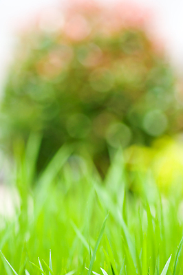 포토 JPG 해외이미지 모양 나무 식물 백그라운드 잎 패턴 밭 자연 밥 추상 사람없음 빛 컬러풀 햇빛 태양 우주 환경 맑음 기쁨 원형 소프트포커스 숲 유기농 보케 내추럴 블러 해외202004 해외포토 자연요소 도형 웰빙 감정 음식 컬러 무늬 농업 날씨 촬영기법 생태계 파일형식 이미지허브