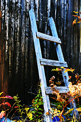 포토 JPG 해외이미지 식물 계절 벽 사다리 자연 사람없음 목재 세로 컬러풀 어둠 가을 널 폐기물 숲 관목 묘사 오브젝트 반대 옛날 해외202004 해외포토 나무 컬러 재료 도구 쓰레기 생태계 파일형식 이미지허브