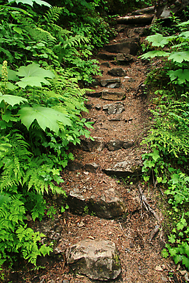 포토 JPG 해외이미지 나무 공원 길 잎 자국 사람없음 초록색 계단 환경 미국 역사 재산 황금 보호 숲 발굴 생태계 지역 북쪽 단계 알래스카 서쪽 선로 전국 선두 해외202004 해외포토 식물 공공시설 컬러 컨셉 북아메리카 금융 방향 파일형식 이미지허브