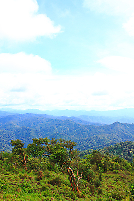 포토 JPG 해외이미지 나무 구름 계절 공원 아시아 여행 오렌지 태국 자연 하늘 아침 날씨 산 파노라마 풍경 사람없음 목재 초록색 여름 파란색 빛 환경 침묵 새벽 안개 가을 시골 소나무 저녁 숲 장면 북쪽 내추럴 뿌연 전국 해외202004 해외포토 주간 자연요소 식물 공공시설 나라 컬러 과일 재료 촬영기법 소리 야간 방향 생태계 파일형식 이미지허브