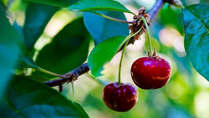 포토 JPG 해외이미지 나무 식물 열매 음식 줄기 잎 농업 과일 자연 디저트 건강 사람없음 빨간색 초록색 여름 농장 정원 맑음 수확 가을 나뭇가지 신선 체리 달콤 사과 과수원 다발 유기농 내추럴 숙성 해외202004 해외포토 웰빙 계절 산업 컬러 날씨 맛 생태계 파일형식 이미지허브