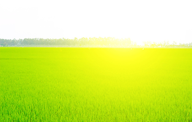 포토 JPG 해외이미지 식물 구름 계절 꽃 백그라운드 밭 자연 하늘 아침 날씨 파노라마 풍경 사람없음 야외 가로 초록색 여름 파란색 햇빛 침묵 봄 활발 흰색 신선 언덕 장면 무한 평야 호밀 해외202004 해외포토 주간 자연요소 컬러 컨셉 농업 곡류 촬영기법 태양 소리 생태계 파일형식 이미지허브