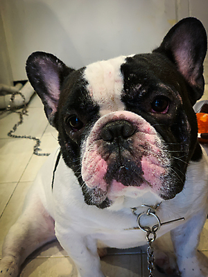 포토 JPG 해외이미지 동물 라이프스타일 응시 백그라운드 포유류 가족 주택 사람없음 파란색 빛 반려동물 갈색 쌓기 귀여움 검은색 방 흰색 개 강아지 불독 리빙 송곳니 프랑스어 해외202004 해외포토 문자 시선 컬러 컨셉 관계 모션 건물 생활 치아 파일형식 이미지허브