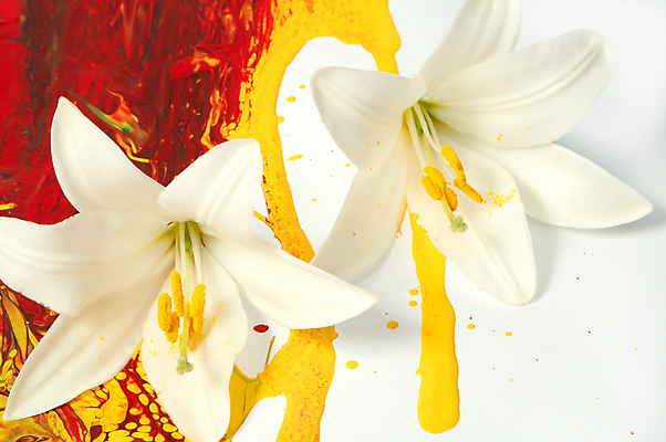 포토 JPG 해외이미지 모양 식물 디자인 교육 꽃잎 꽃 백그라운드 꽃무늬 패턴 추상 아이디어 창조 미술 사람없음 그래픽 장식 빨간색 머리 보라색 페인트 젖음 벚꽃 흰색 그리기 붓기 떨어짐 디자이너 순수 그림 심플 페인트붓 꽃가루 개성 꽃수술 해외202004 해외포토 직업 컬러 컨셉 무늬 모션 문화예술 신체부위 붓 가루 파일형식 이미지허브