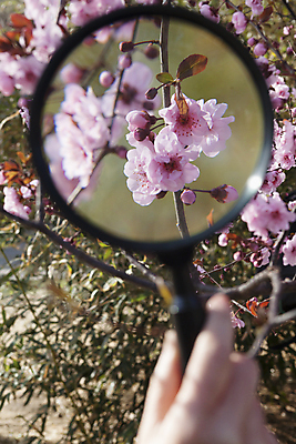 포토 JPG 해외이미지 나무 손 공원 꽃 자연 돋보기 한명 소년 야외 신체부위 컬러풀 중국 봄 벚꽃 나뭇가지 잡기 호기심 시작 베이징 점검 해외202004 해외포토 식물 1 계절 공공시설 남자 감정 아시아 어린이 컬러 컨셉 모션 사람 생태계 파일형식 이미지허브