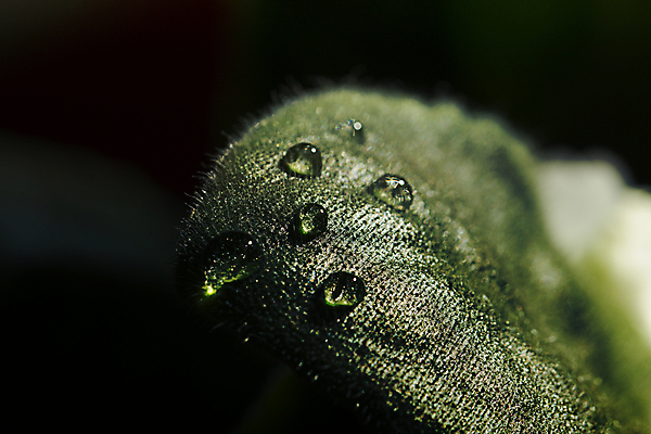 포토 JPG 해외이미지 백그라운드 잎 벽지 아침 추상 잔디 사람없음 초록색 여름 빛 환경 봄 활발 젖음 물방울 신선 액체 이슬 내추럴 해외202004 해외포토 주간 식물 계절 컬러 컨셉 무늬 파일형식 이미지허브