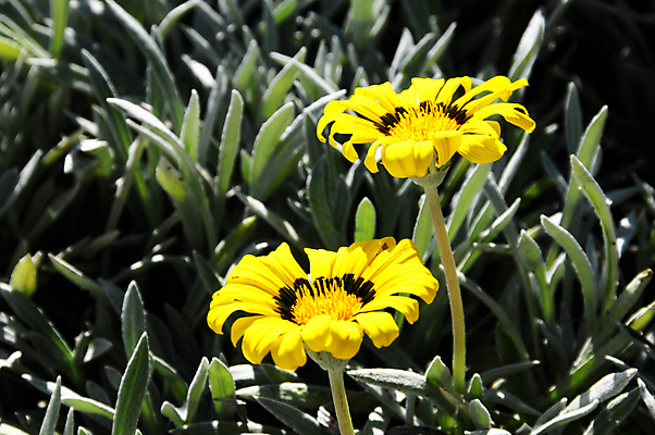 포토 JPG 해외이미지 식물 꽃 백그라운드 패턴 밭 골프 자연 풍경 잔디 사람없음 야외 초록색 여름 우주 봄 성장 신선 칼날 땅 질감 내추럴 땅바닥 그리너리 해외202004 해외포토 계절 컬러 무늬 농업 바닥 구기 생태계 파일형식 트랜드컬러 이미지허브