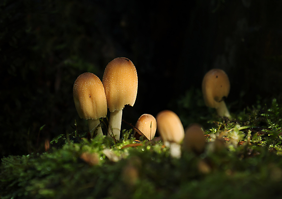 포토 JPG 해외이미지 계절 자연 잉글랜드 사람없음 목재 버섯 가을 숲 곰팡이 삼림지대 서식스 해외202004 해외포토 나무 재료 영국 생태계 파일형식 이미지허브