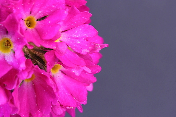 포토 JPG 해외이미지 식물 꽃잎 꽃 분홍색 자연 사람없음 정원 봄 드럼스틱 영원 프리뮬러 해외202004 해외포토 계절 컬러 생태계 파일형식 이미지허브