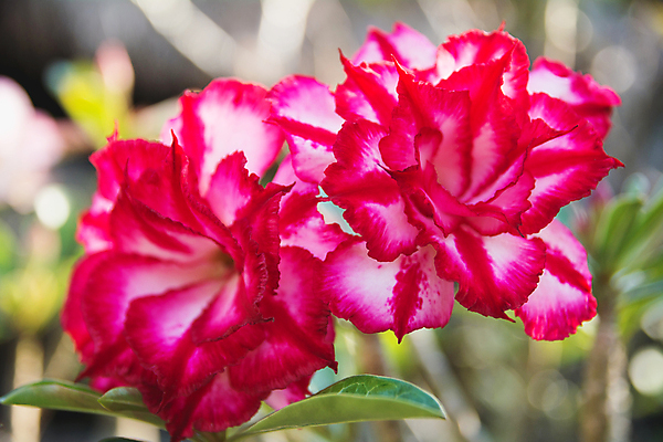 포토 JPG 해외이미지 나무 식물 계절 꽃잎 꽃 분홍색 꽃다발 백그라운드 잎 꽃무늬 패턴 밭 오렌지 자연 추상 풍경 사람없음 장식 빨간색 초록색 여름 파란색 컬러풀 태양 장미 노란색 정원 봄 성장 벚꽃 흰색 신선 개화 닫기 묘사 내추럴 작약 해외202004 해외포토 자연요소 컬러 무늬 농업 과일 모션 생태계 파일형식 이미지허브