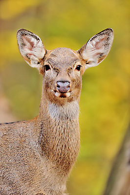 포토 JPG 해외이미지 나무 동물 계절 공원 야생동물 잎 오렌지 포유류 자연 털 뿔 풍경 사람없음 목재 빨간색 컬러풀 갈색 달러 코트 가을 흰색 숲 큼 방목 바퀴자국 내추럴 경보 삼림지대 아기사슴 암사슴 엘크 해외202004 해외포토 식물 공공시설 새끼 컬러 돈 과일 재료 자국 사슴 외투 축산업 크기 암컷 생태계 파일형식 이미지허브