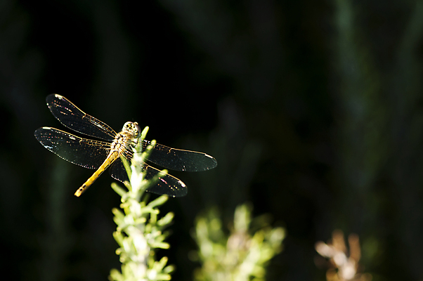 포토 JPG 해외이미지 식물 계절 꽃 나비 백그라운드 잎 밭 날개 자연 추상 사람없음 초록색 여름 빛 컬러풀 태양 노란색 환경 정원 화목 침묵 봄 활발 벚꽃 흰색 신선 투명 소프트포커스 생물학 내추럴 해외202004 해외포토 자연요소 교육 컬러 곤충 컨셉 무늬 농업 촬영기법 소리 생태계 파일형식 이미지허브