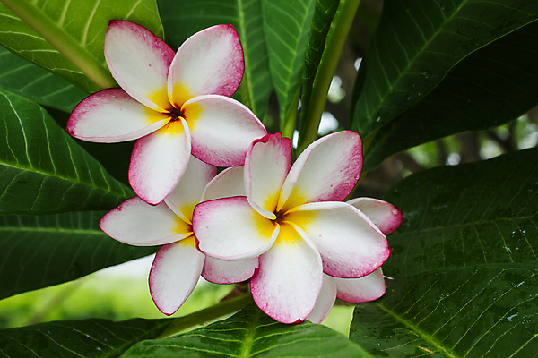 포토 JPG 해외이미지 나무 식물 꽃 행복 분홍색 자연 아침 사람없음 장식 정원 스파 신선 향기 아로마 부드러움 해외202004 해외포토 주간 감정 컬러 감각 생태계 냄새 파일형식 이미지허브
