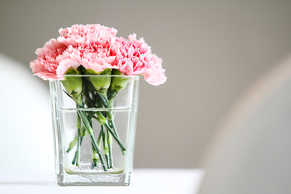 포토 JPG 해외이미지 꽃 사람없음 카네이션 해외202004 해외포토 식물 파일형식 이미지허브