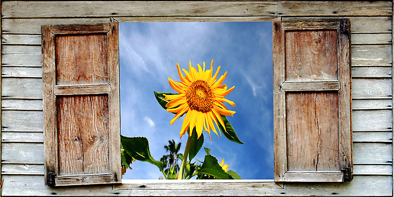 포토 JPG 해외이미지 식물 꽃잎 꽃 줄기 백그라운드 단풍 잎 농업 창문 자연 하늘 해바라기 사람없음 목재 가로 여름 한개 햇빛 태양 노란색 정원 오픈 수분 화단 꽃가루 꽃수술 카피스페이스 세련 해외202004 해외포토 자연요소 나무 1 계절 산업 컬러 재료 공백 가루 생태계 파일형식 이미지허브