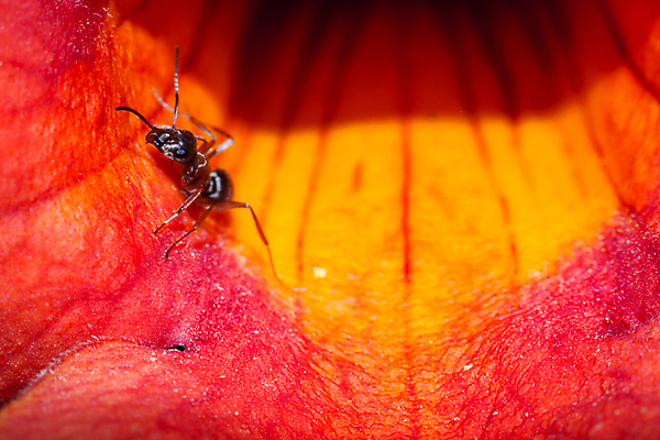 포토 JPG 해외이미지 동물 야생동물 곤충 백그라운드 컨셉 잎 자연 하늘 동화 노동자 아이디어 함께함 안테나 사람없음 목재 여름 파란색 머리 검은색 잡기 업무 그룹 닫기 벌레 심볼 통나무 공상 개미 질서 경영 치프 해외202004 해외포토 나무 식물 직업 계절 컬러 비즈니스 재료 통신 모션 신체부위 예절 작업 생태계 파일형식 이미지허브