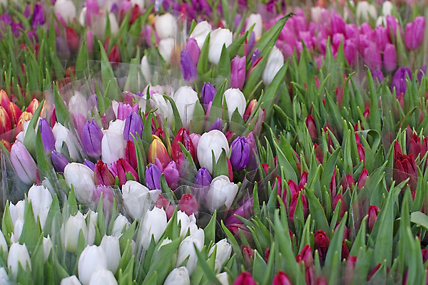 포토 JPG 해외이미지 꽃 행복 분홍색 잎 겨울 오렌지 프레임 스웨덴 사람없음 야외 장식 빨간색 초록색 컬러풀 보라색 봄 튤립 벚꽃 흰색 신선 도시 시장 자르기 제비꽃 가득함 타운 수입 스칸디나비아 스톡홀름 해외202004 해외포토 식물 계절 감정 컬러 과일 모션 북유럽 파일형식 이미지허브